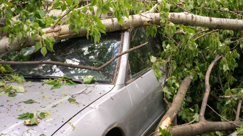 Паднало дърво изпотроши три автомобила в Сливен
